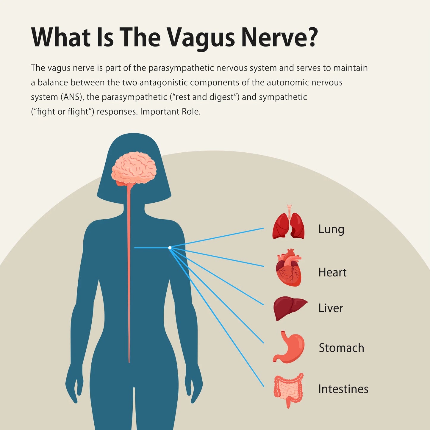 ZenoWell Vagus Nerve Stimulator For Deep Sleep And Anxiety Relief